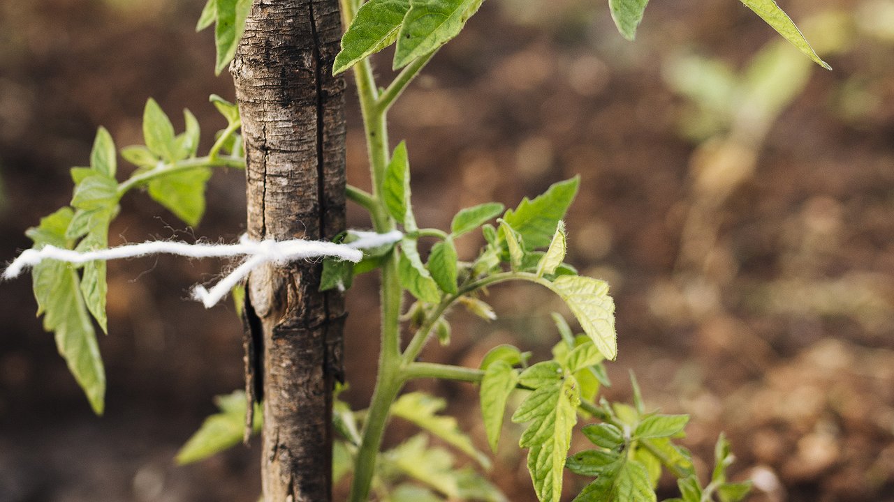 Главная картинка новости: Бесплатное удобрение под ногами: деревья зимой отблагодарят хорошим урожаем