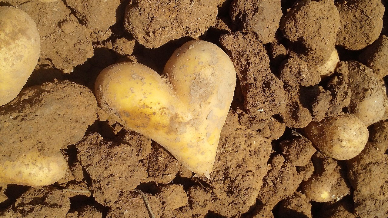 Главная картинка новости: Не копаю картошку до этого дня - жду 1 признак и отсчитываю 14 дней: клубни становятся размером с кулак