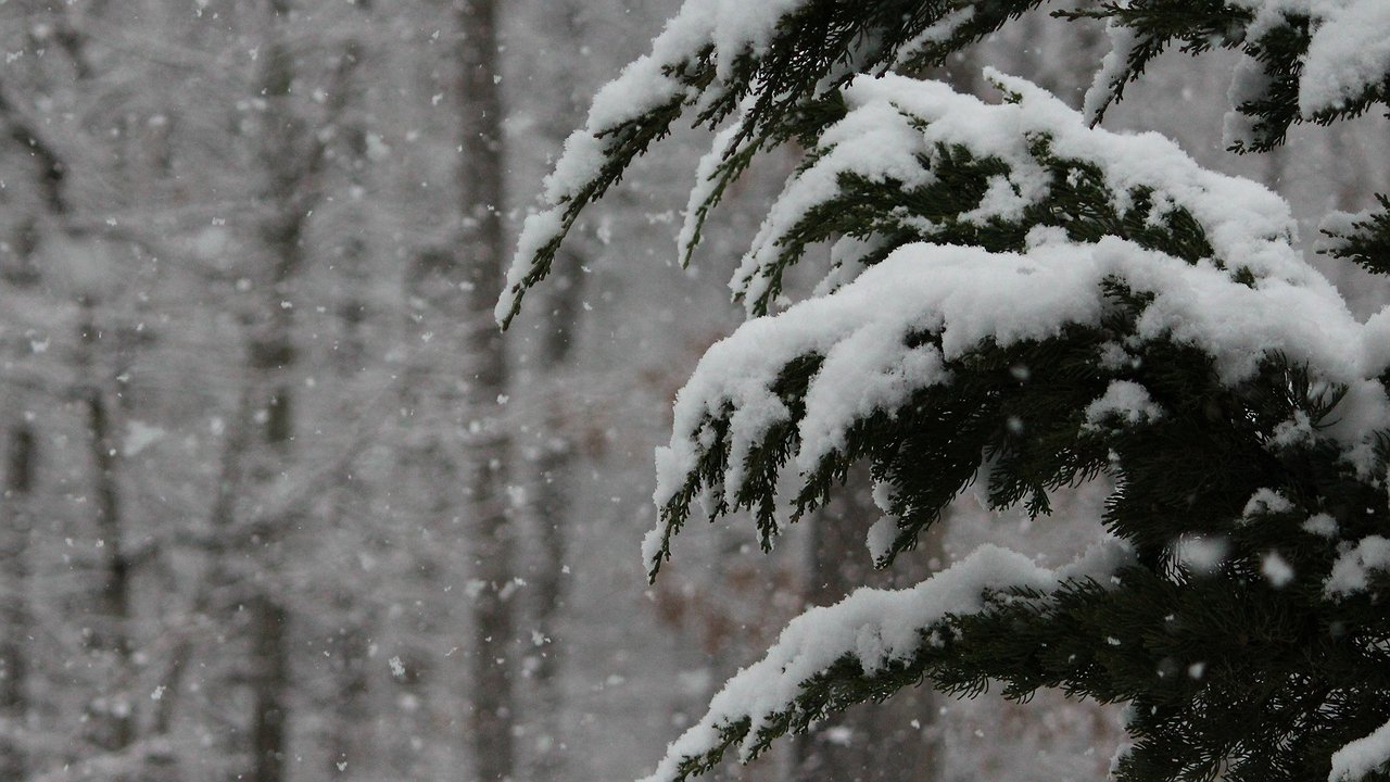 Главная картинка новости: Снег накроет Россию очень рано: синоптики назвали точную дату начала зимы