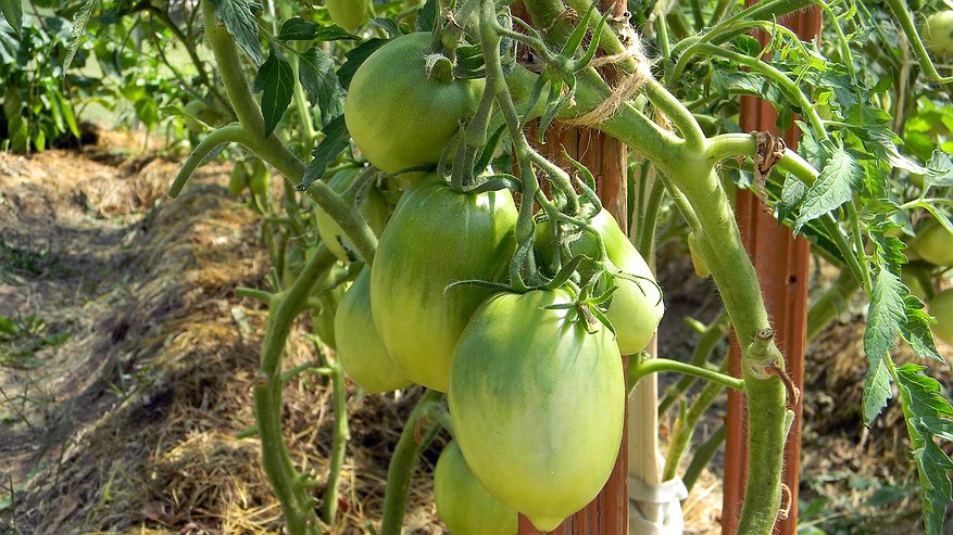 Главная картинка новости: Осенний посев томатов: проверенный способ обойтись без рассады на подоконнике