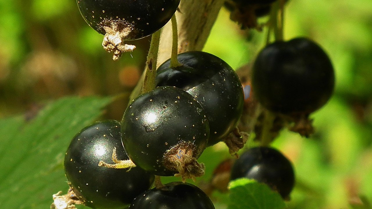 Главная картинка новости: Смородине в ноябре – обязательно: 4 процедуры для шикарного урожая в следующем году