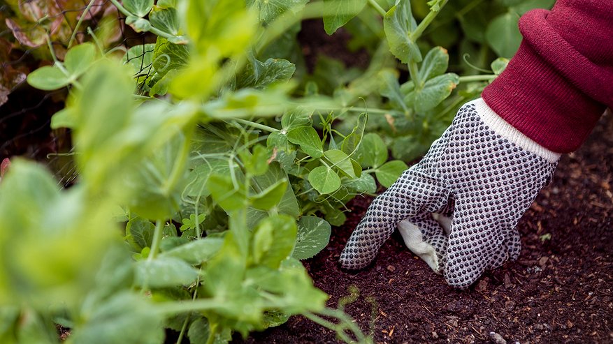 Главная картинка новости: Стало известно о пользе соды для огорода в ноябре