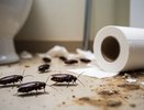 Тараканы и варёная туалетная бумага: безопасная и эффективная приманка для дома