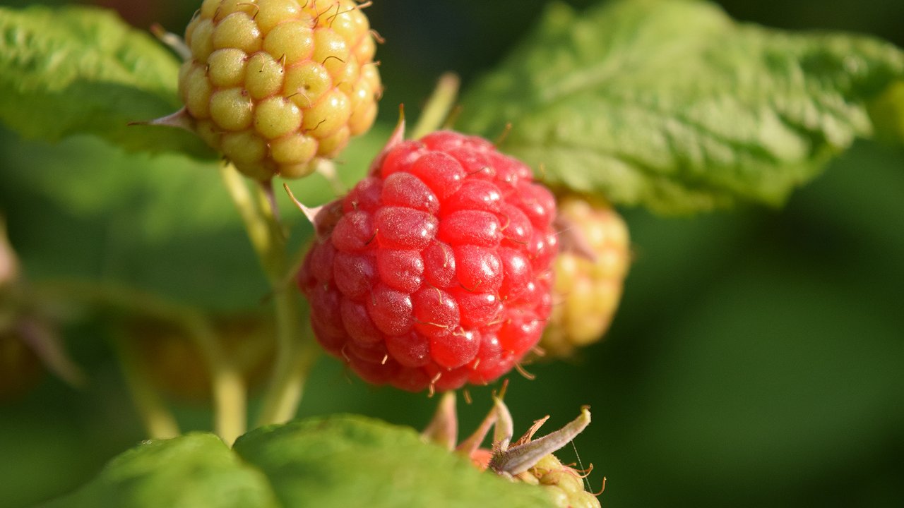 Главная картинка новости: Как подготовить малину к зиме: шесть шагов для урожая следующего года