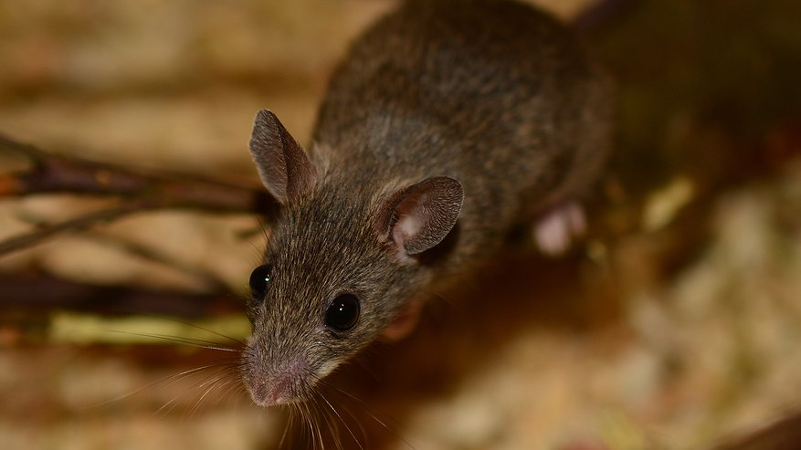 Главная картинка новости: Мыши выбирают себе дом для зимовки по одному критерию: избавляемся от них раз и навсегда