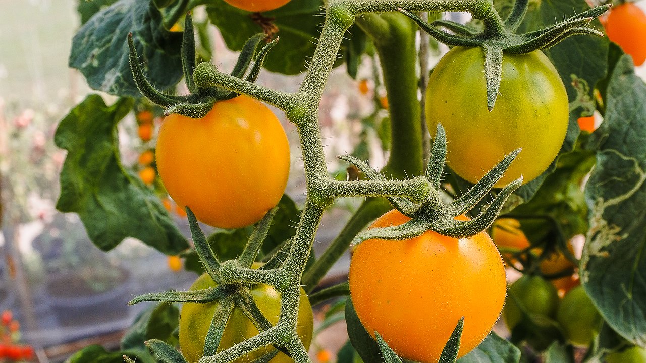 Главная картинка новости: Выбираю на 2026 год лучшие низкорослые помидоры для открытого грунта: вкусные и проверенные сорта