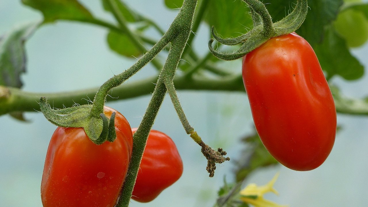 Главная картинка новости: Мечта каждого огородника: 4 сорта томатов, вокруг которых не надо плясать с бубном – с кв.м. собрали 5,5 кг