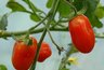 Миниатюра новости: Мечта каждого огородника: 4 сорта томатов, вокруг которых не надо плясать с бубном – с кв.м. собрали 5,5 кг