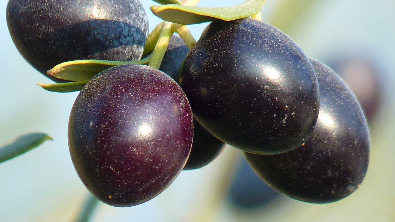 Главная картинка новости: Каждую весну — цветы, каждую осень — слезы: как заставить сливу пулять урожай без остановки