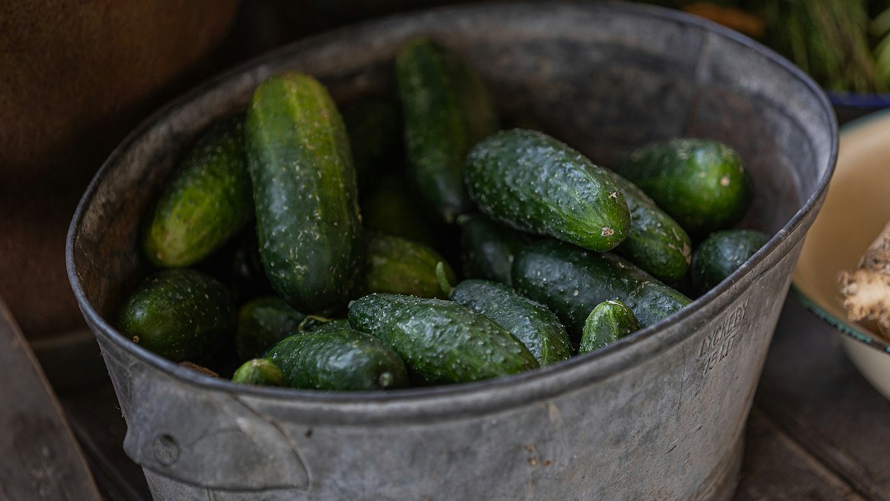 Главная картинка новости: Среди огурцов я выбираю только один сорт для рассады: растет без полива хоть в пустыне – проблем с ним точно не будет