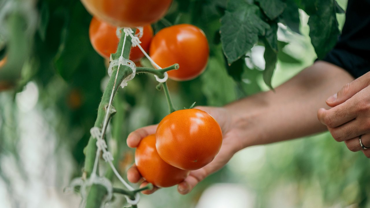 Главная картинка новости: Сажаю первыми в сезоне: томаты размером с ладонь – внутри сплошное "мясо"