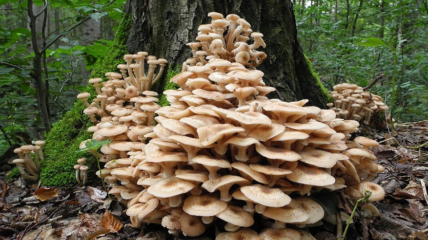 Главная картинка новости: Перенес лесные грибы на свой участок. Рассказываю, как правильно посадить их осенью, чтобы получить богатый урожай