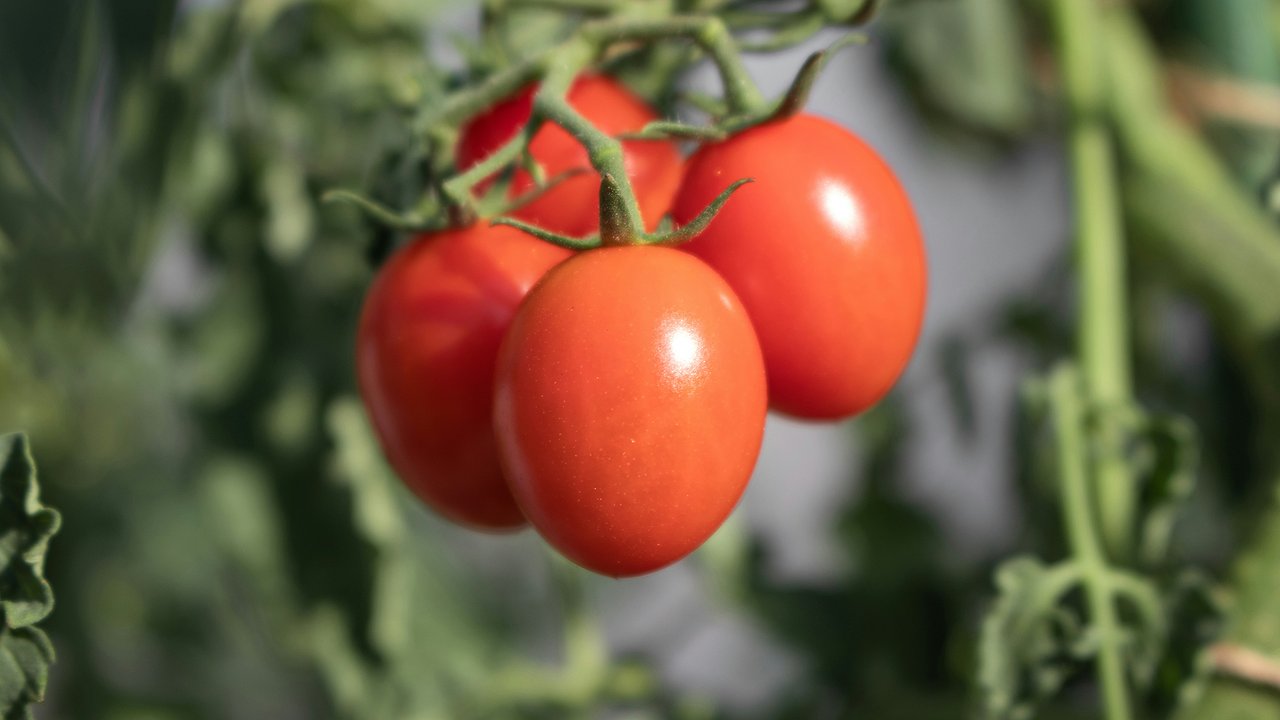 Главная картинка новости: Топ лучших низкорослых томатов для открытого грунта: вкусные и проверенные сорта