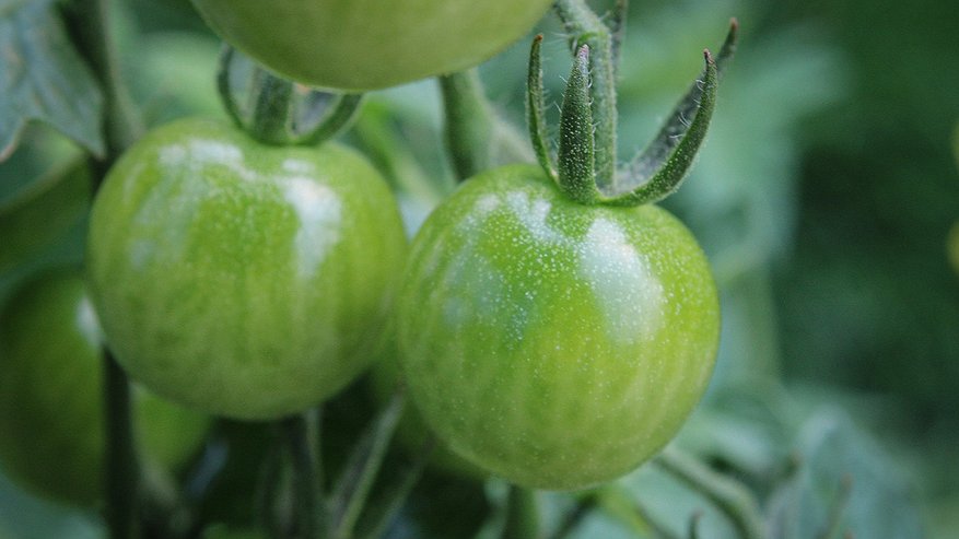 Главная картинка новости: 5 самых сладких сортов томатов - посею в будущем сезоне: вкус напоминает мед