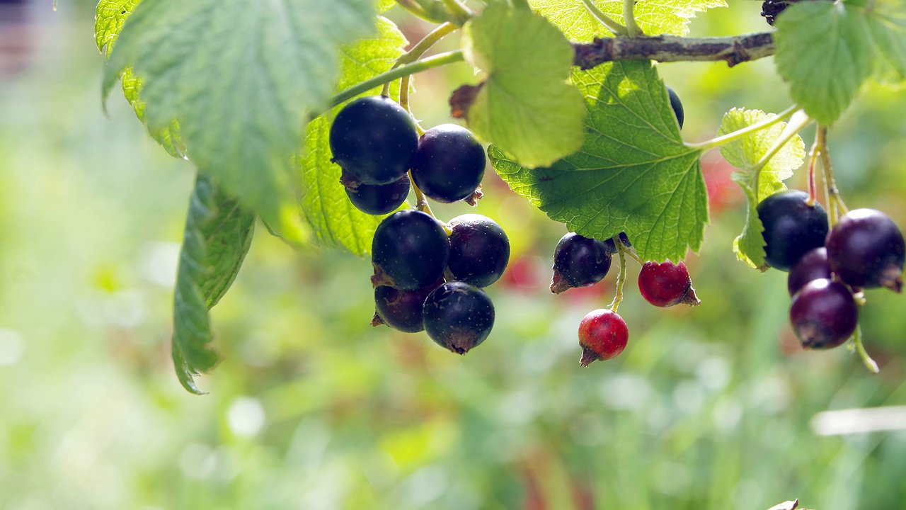 Главная картинка новости: Смородине в ноябре – обязательно: 4 процедуры для обильного урожая в следующем году