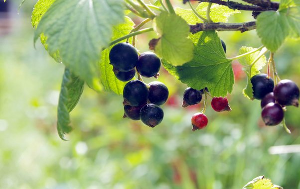 Смородине в ноябре – обязательно: 4 процедуры для обильного урожая в следующем году