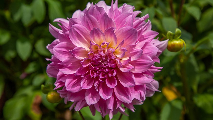 Главная картинка новости: Многолетники, которые можно посеять в ноябре: простой секрет, который делает цветы морозоустойчивыми до -25°C