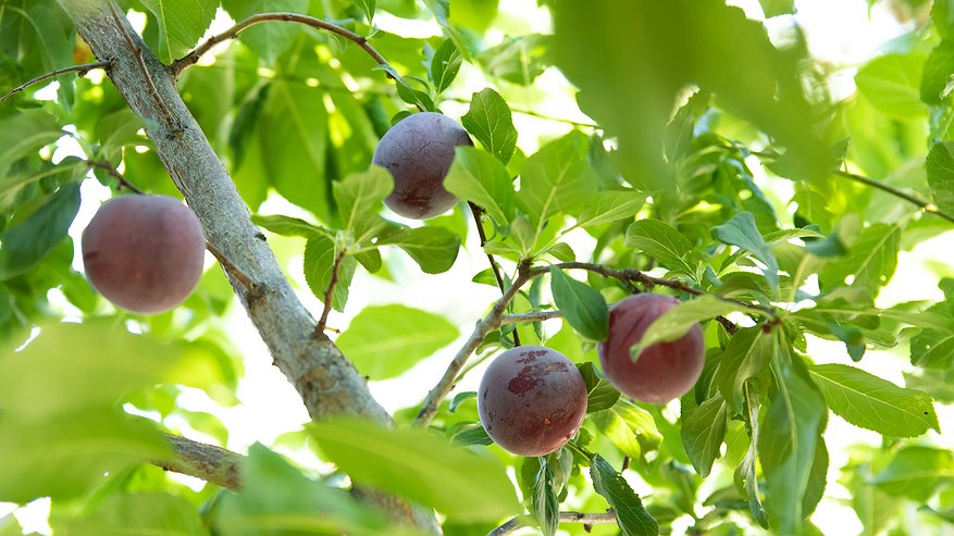 Главная картинка новости: Весной — цветы, осенью — слезы: как заставить сливу пулять урожай без остановки, а не красоваться