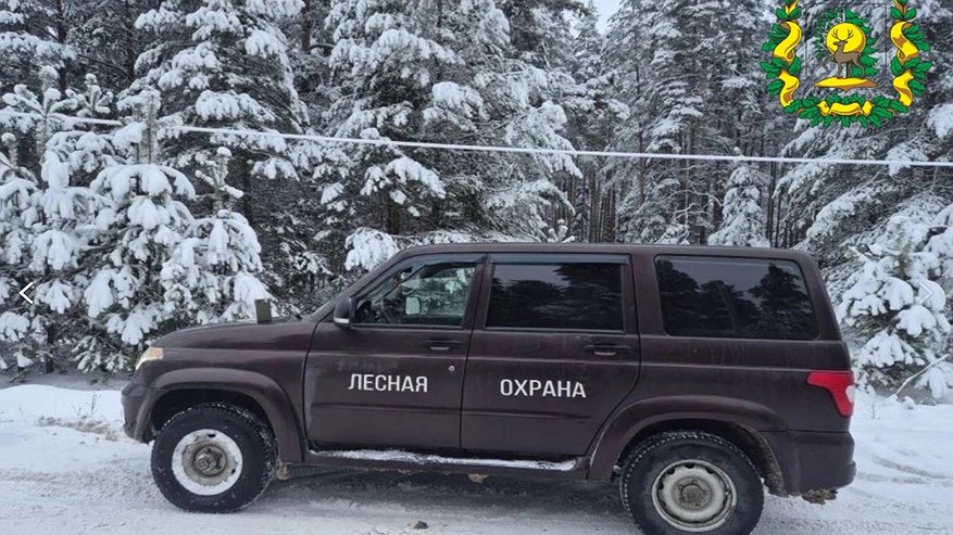 Главная картинка новости: В Выксунском округе задержали мужчину за кражу новогодней ёлки в лесу
