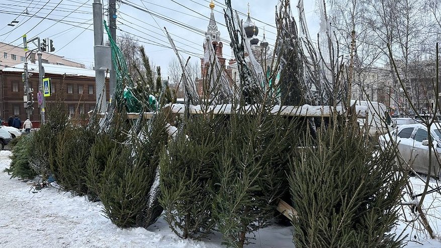 Главная картинка новости: Полицейские в Нижнем Новгороде изъяли 330 ёлок и хвойных изделий у нелегальных торговцев