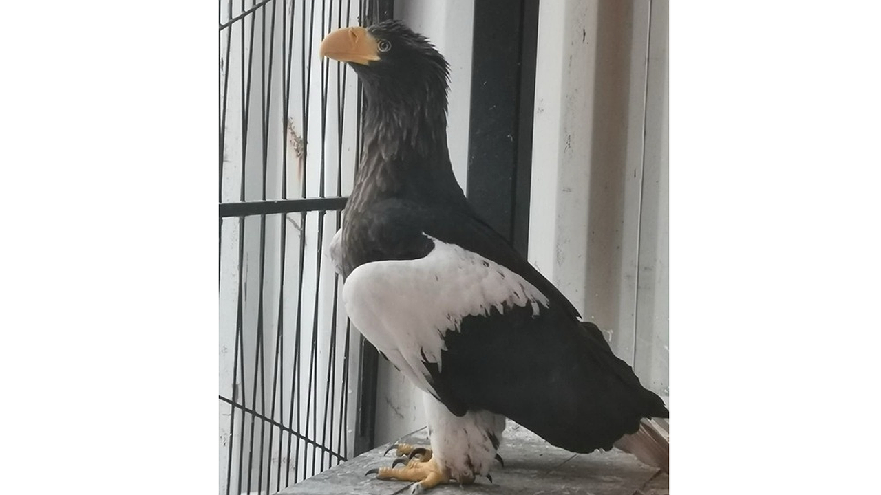 Главная картинка новости: В Нижнем Новгороде спасли краснокнижного белоплечего орлана