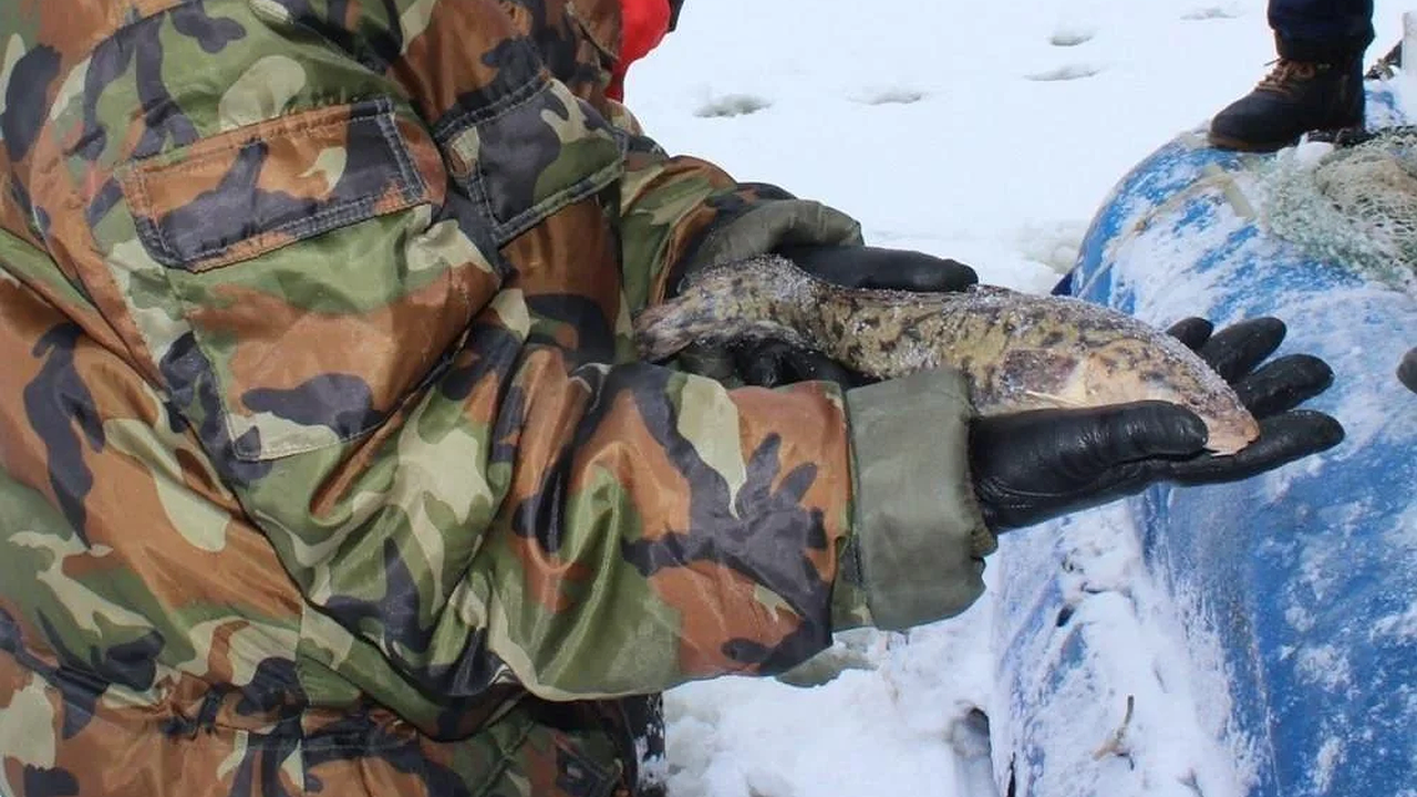 Главная картинка новости: В Нижегородской области снова разрешили рыбалку на налима