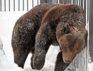Бурые медведи вышли из спячки в нижегородском зоопарке