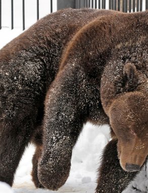 Бурые медведи вышли из спячки в нижегородском зоопарке