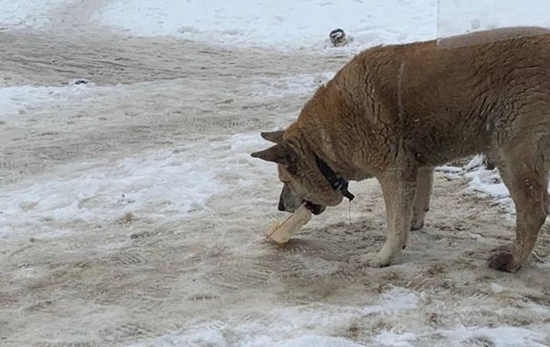В Кулебаках прокуратура выясняет обстоятельства нападения собаки на ребенка