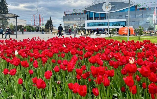 В Нижнем Новгороде ко Дню Победы высадят более 21 тысячи кв метров цветов