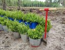 В Нижегородской области высадили свыше 460 тысяч деревьев в память о павших бойцах