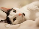 Кошка не провожает на работу: безразличие или проявление характера