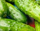 Огурцы попёрли за 3 дня: Дрожжевая подкормка прямо под корень